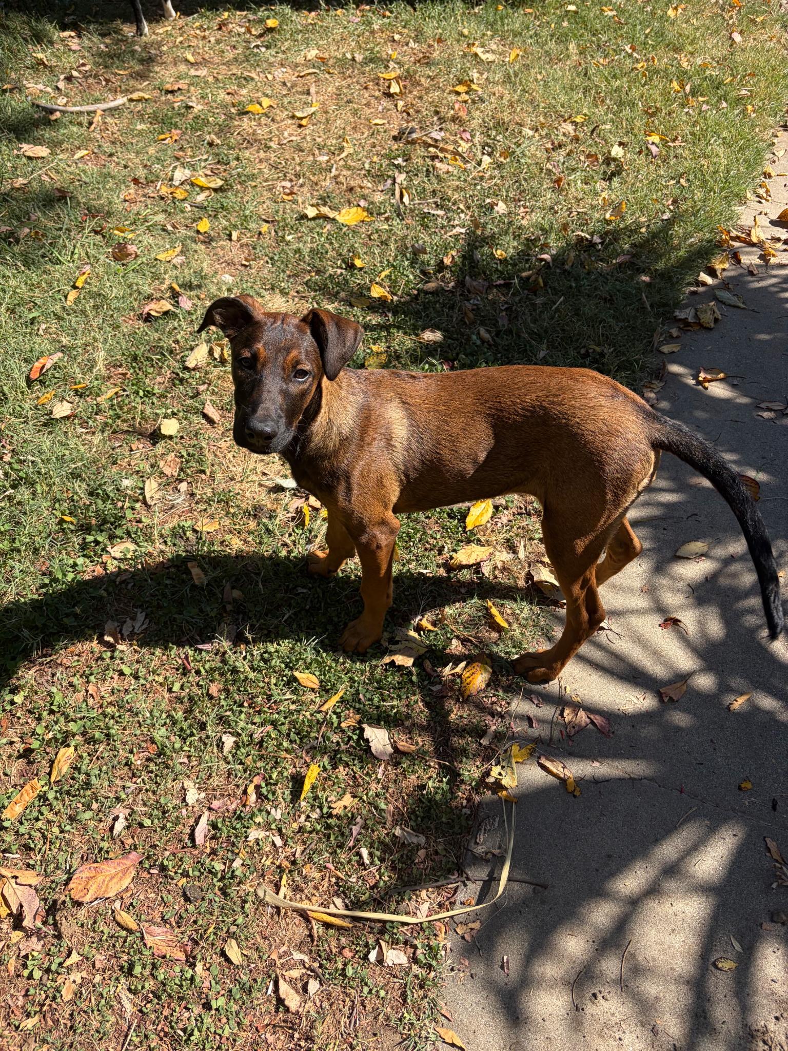 Enlarge Debbie Gibson, a Adoptable mixed breed in Woodland, CA image 2/6