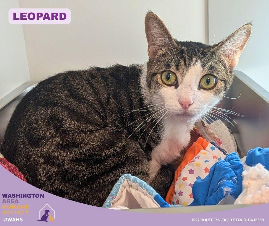 Leopard, ADOPTABLE, Adult Female Domestic Short Hair.