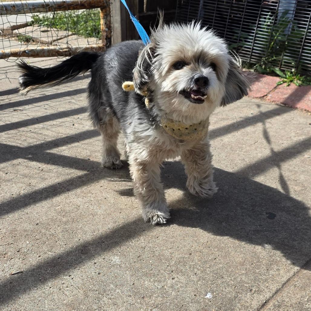 Ranger 1, Adoptable, Adult Male Yorkshire Terrier & Shih Tzu.