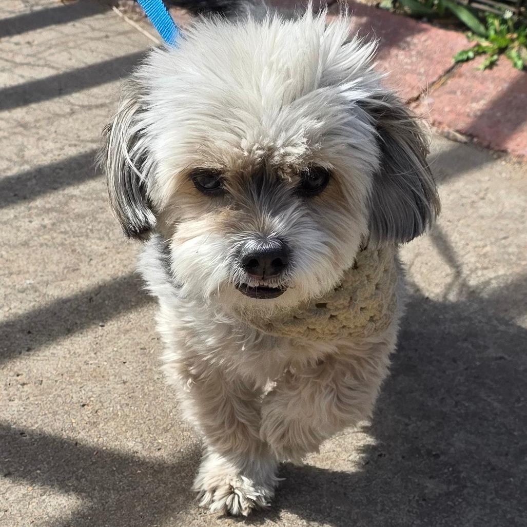 Enlarge Ranger 1, a Adoptable mixed breed in Goltry, OK image 2/6