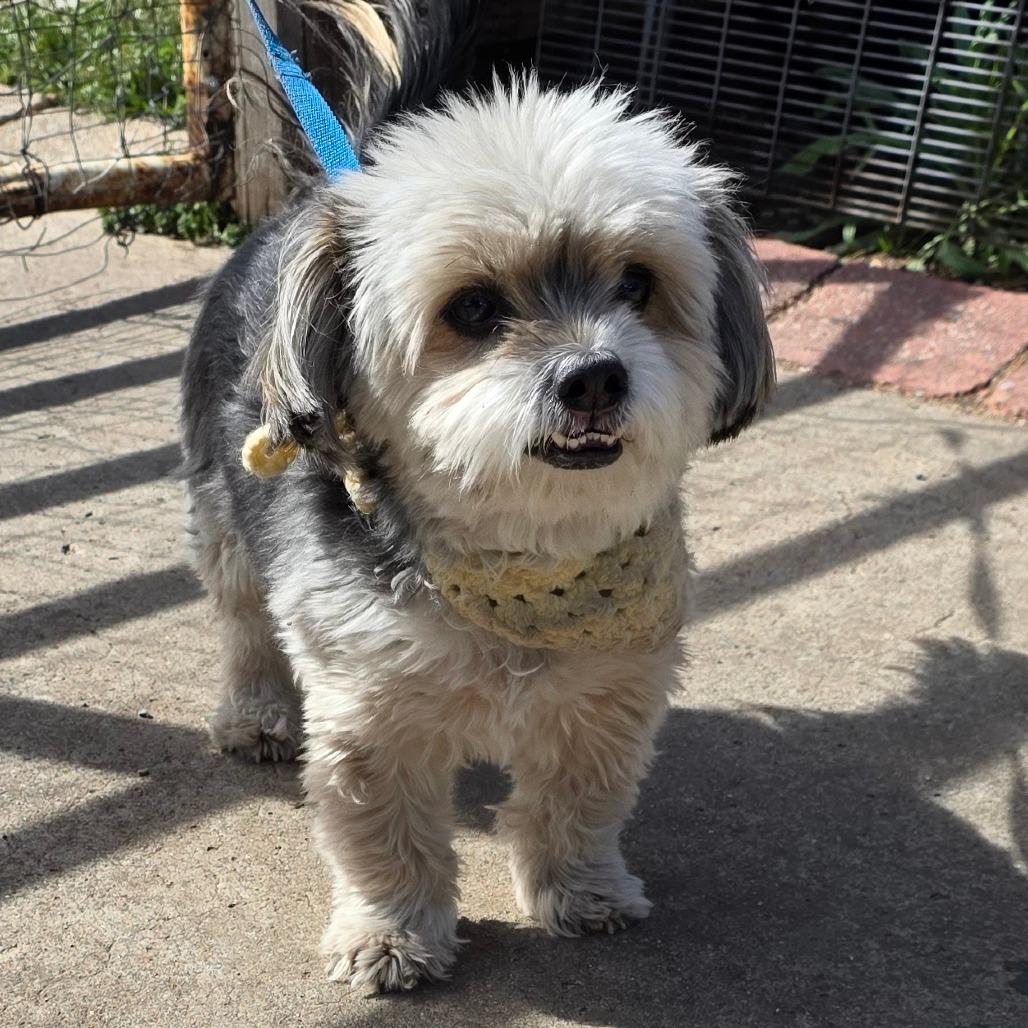 Enlarge Ranger 1, a Adoptable mixed breed in Goltry, OK image 3/6