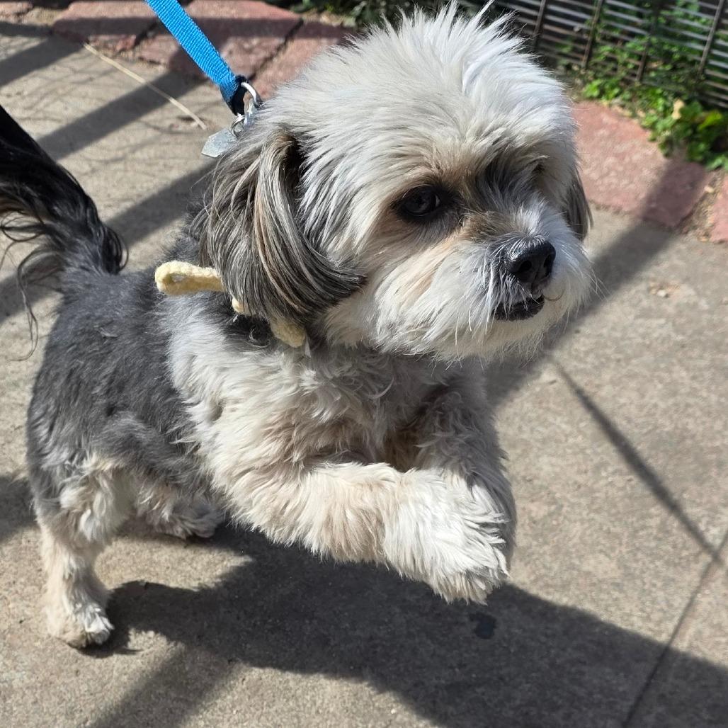 Enlarge Ranger 1, a Adoptable mixed breed in Goltry, OK image 4/6