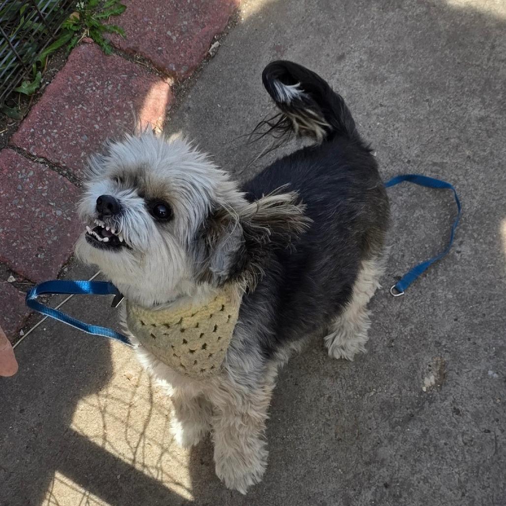 Enlarge Ranger 1, a Adoptable mixed breed in Goltry, OK image 5/6