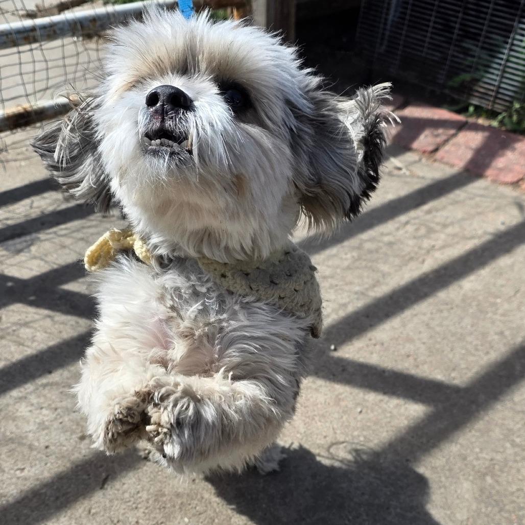 Enlarge Ranger 1, a Adoptable mixed breed in Goltry, OK image 6/6