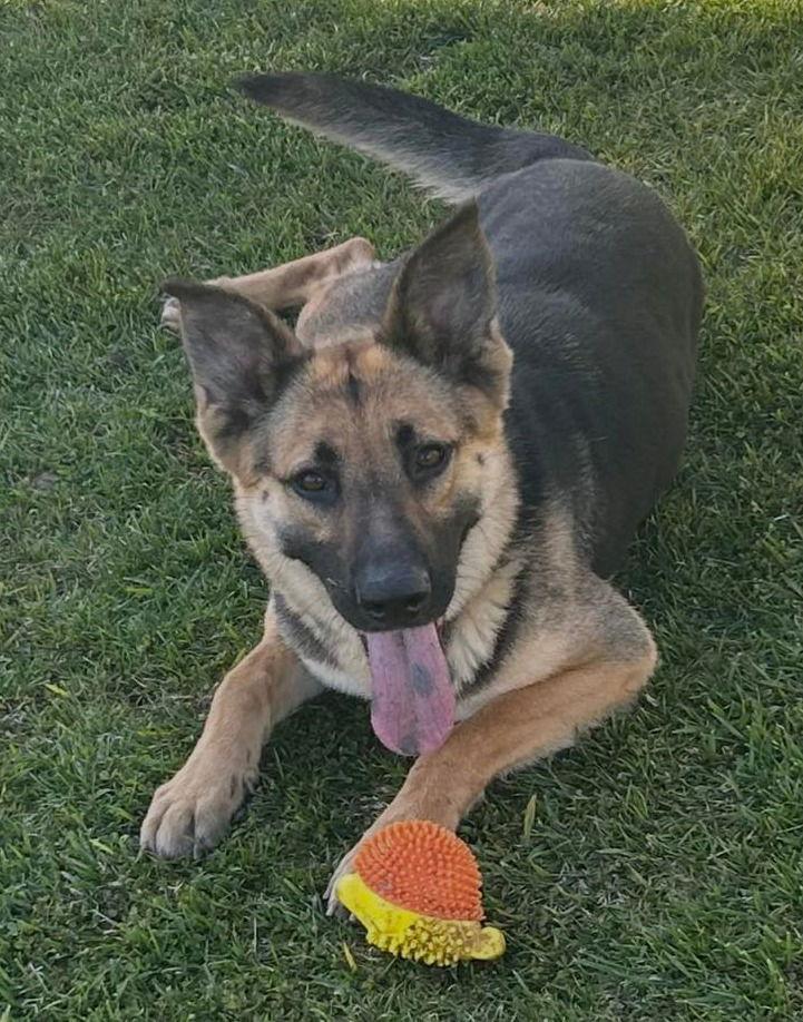 Enlarge Jade, a Adoptable German Shepherd Dog in Modesto, CA image 1/2