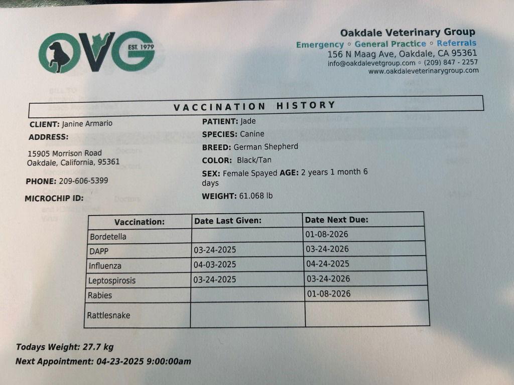 Enlarge Jade, a Adoptable German Shepherd Dog in Modesto, CA image 2/2