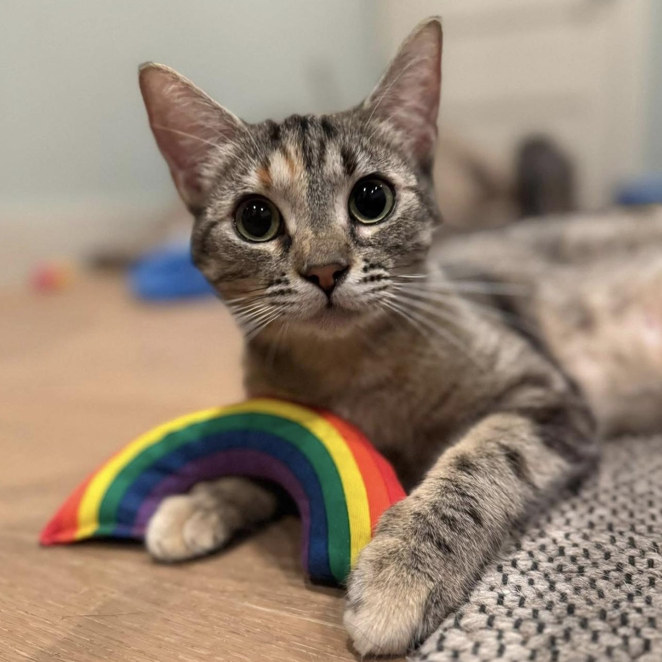 Kala, Young Female Domestic Short Hair