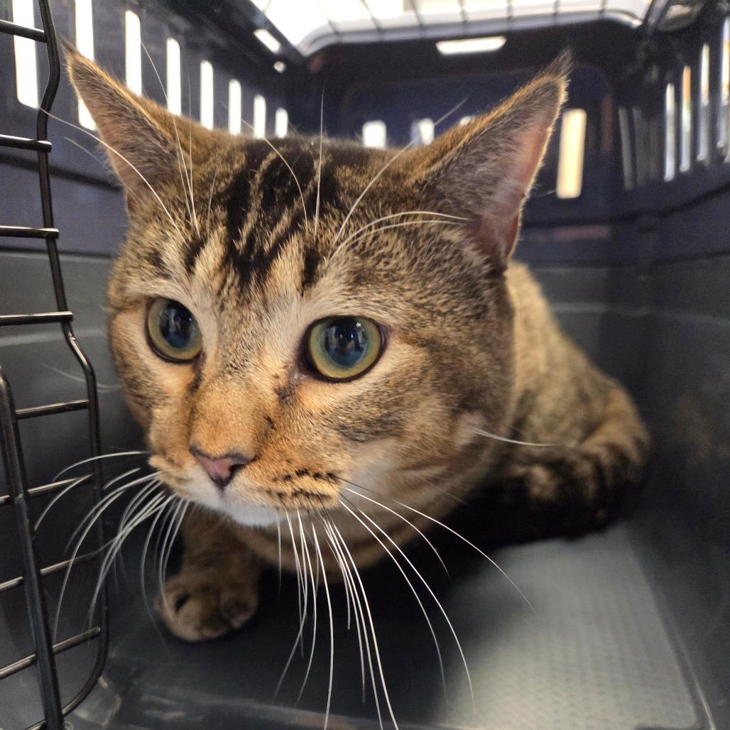 Enlarge Bruin, a Adoptable Domestic Short Hair in Watertown, NY image 1/2