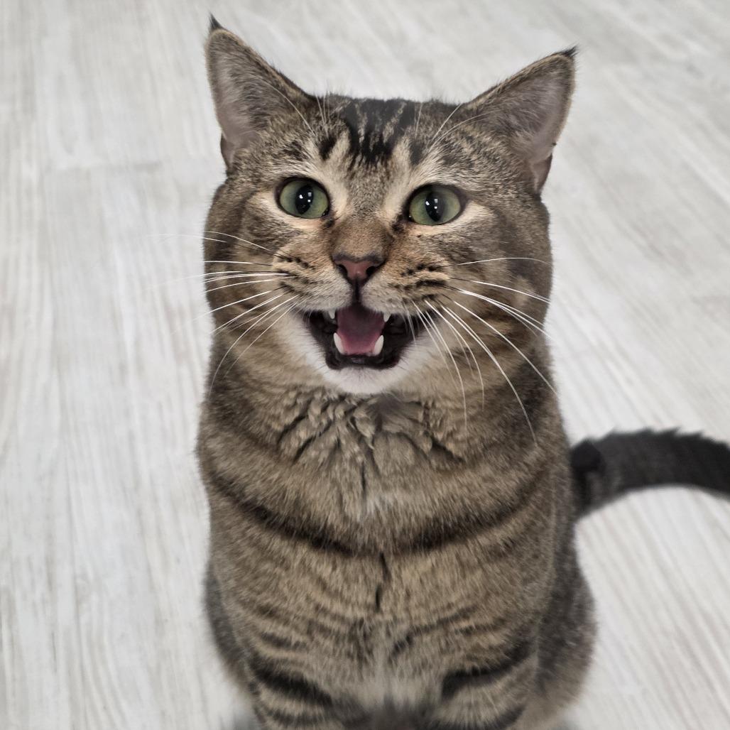 Enlarge Bruin, a Adoptable Domestic Short Hair in Watertown, NY image 2/2