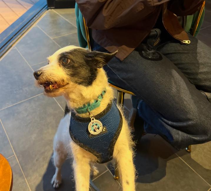 Enlarge Bruno, a ADOPTABLE mixed breed in Los Angeles, CA image 2/4