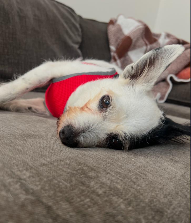 Enlarge Bruno, a ADOPTABLE mixed breed in Los Angeles, CA image 4/4