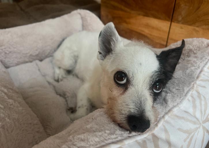 Bruno, ADOPTABLE, Senior Male Chihuahua & Parson Russell Terrier.