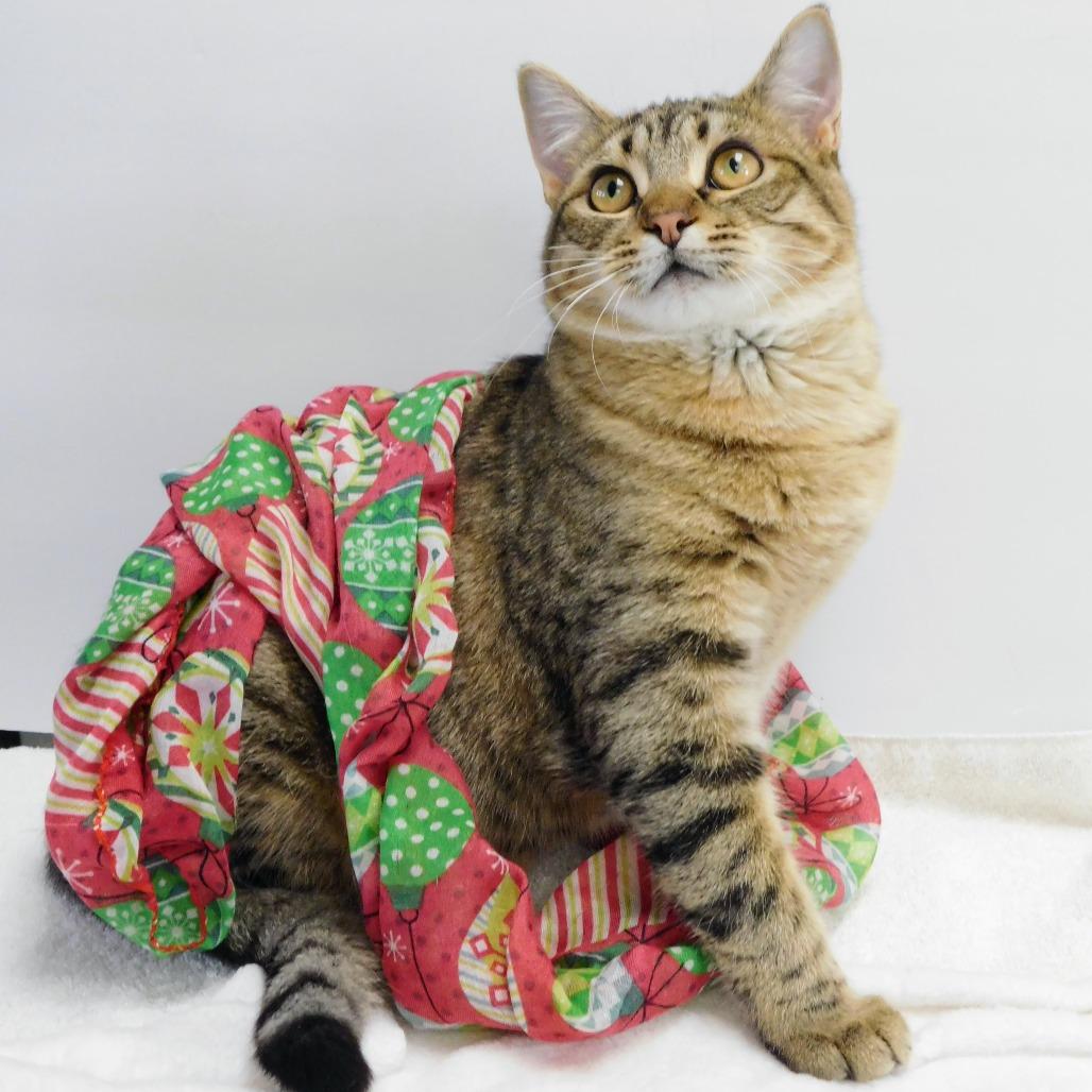 Madyson, Adoptable, Young Female Domestic Short Hair.