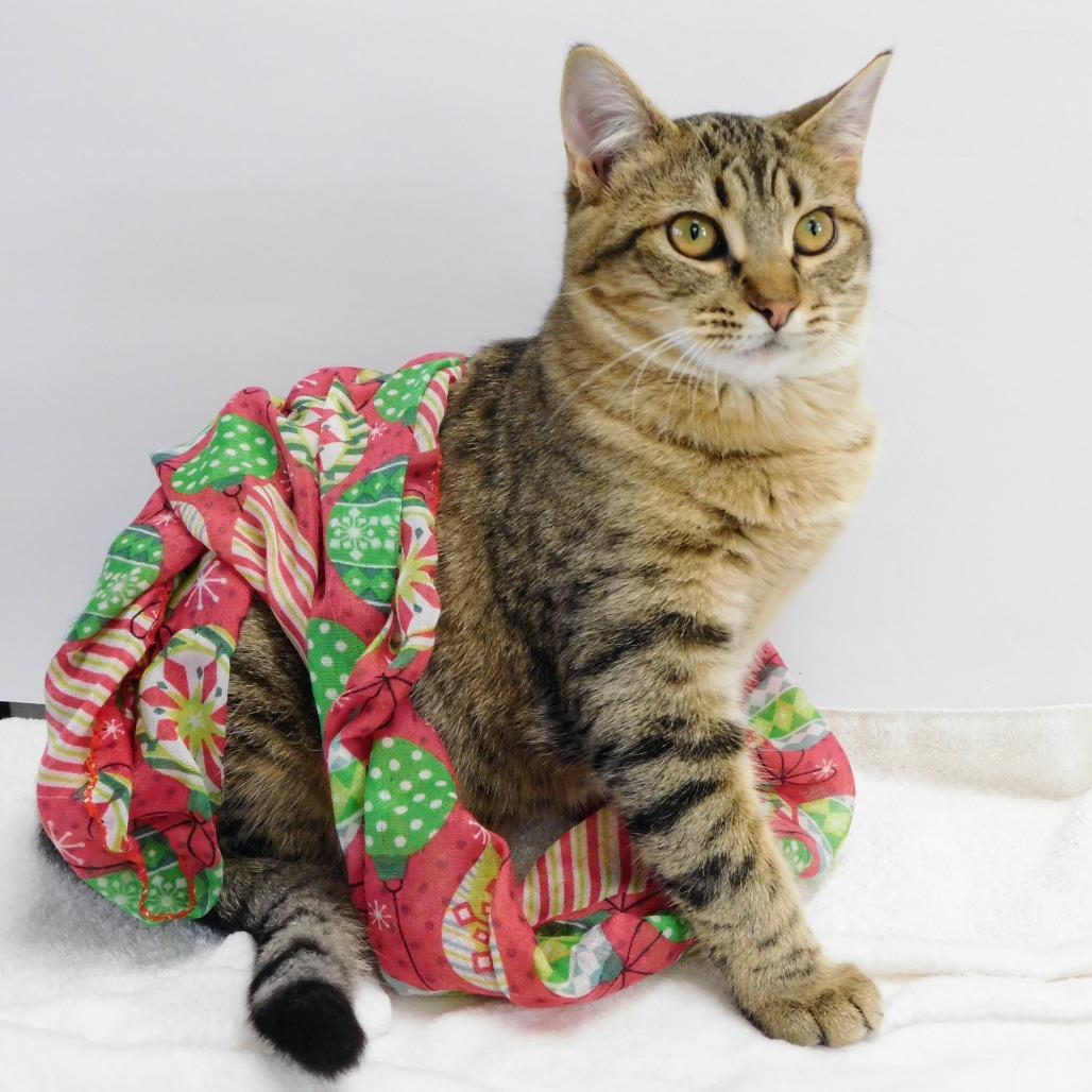 Madyson, a Adoptable Domestic Short Hair in St. Peters, MO image 2/6