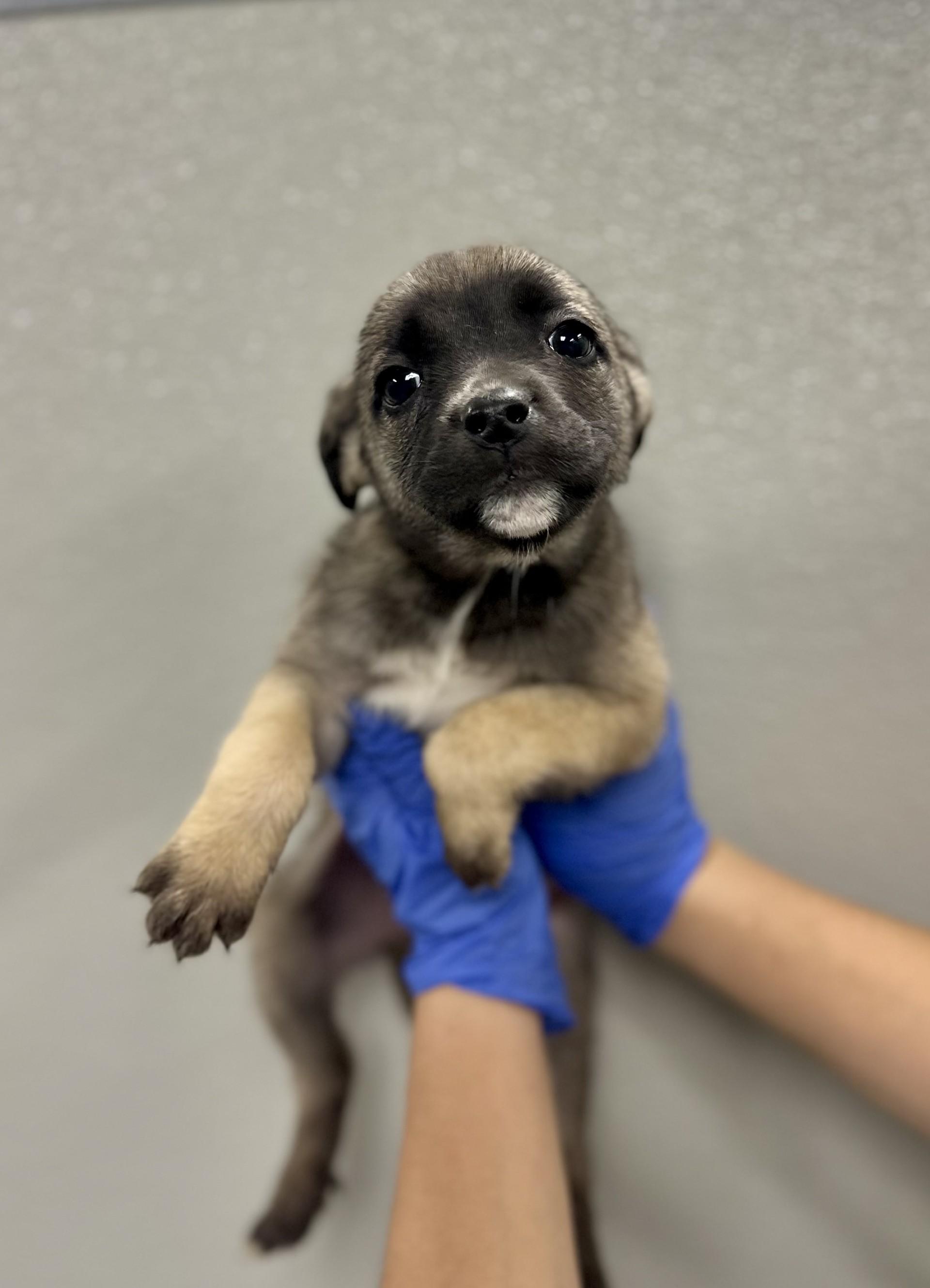 Rue #1663 (513) ***FOSTER OR RESCUE***, Adoptable, Puppy Female Presa Canario.