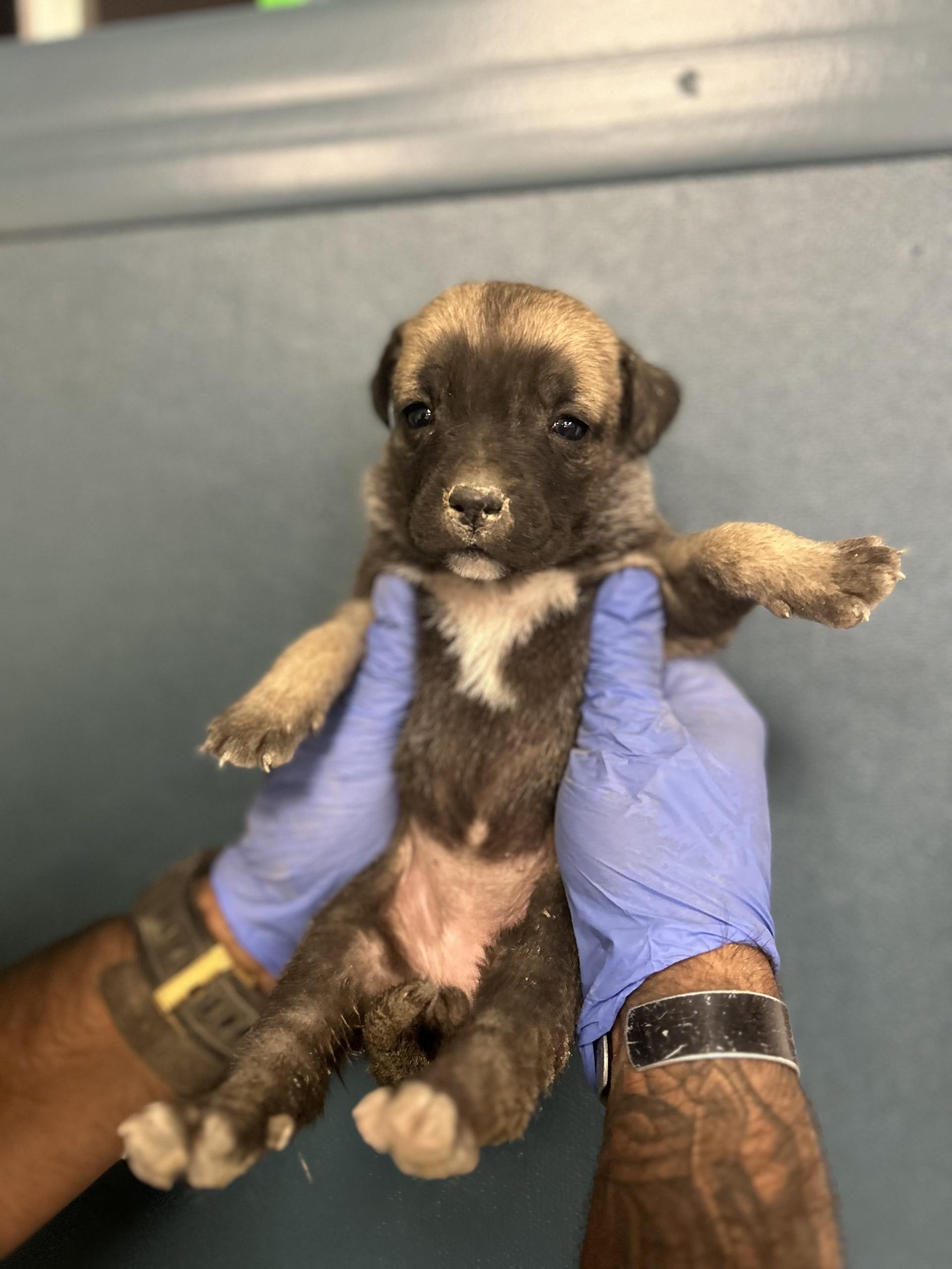 Rue #1663 (513) ***FOSTER OR RESCUE***, a Adoptable Presa Canario in Victorville, CA image 2/2