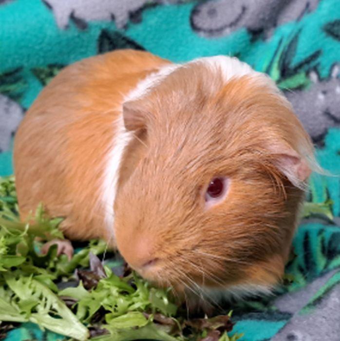 Enlarge Tigger, a ADOPTABLE Short-Haired in Downers Grove, IL image 2/4