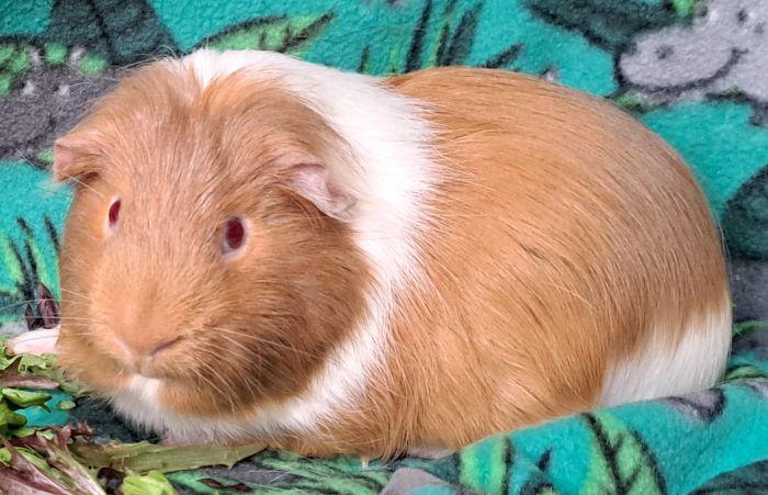 Tigger, ADOPTABLE, Adult Male Short-Haired.