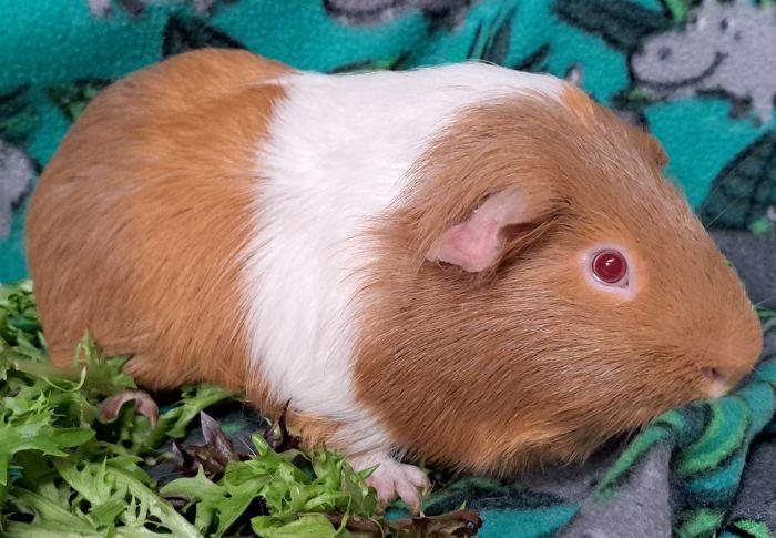 Enlarge Tigger, a ADOPTABLE Short-Haired in Downers Grove, IL image 3/4