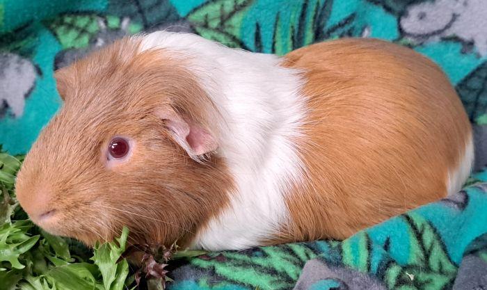 Enlarge Tigger, a ADOPTABLE Short-Haired in Downers Grove, IL image 4/4