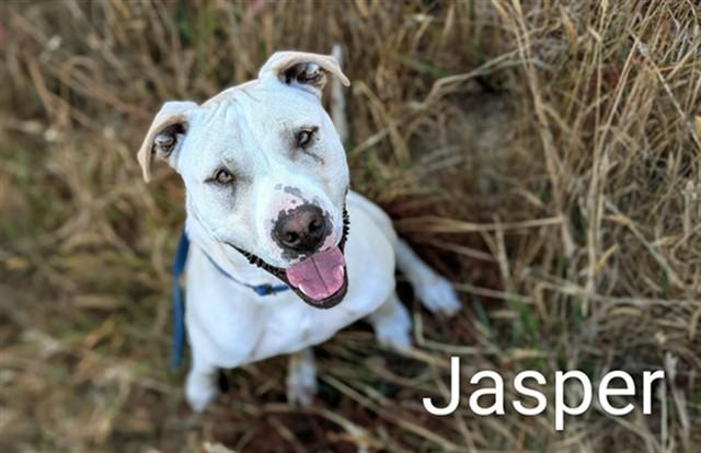 JASPER, Adoptable, Adult Male Pit Bull Terrier.