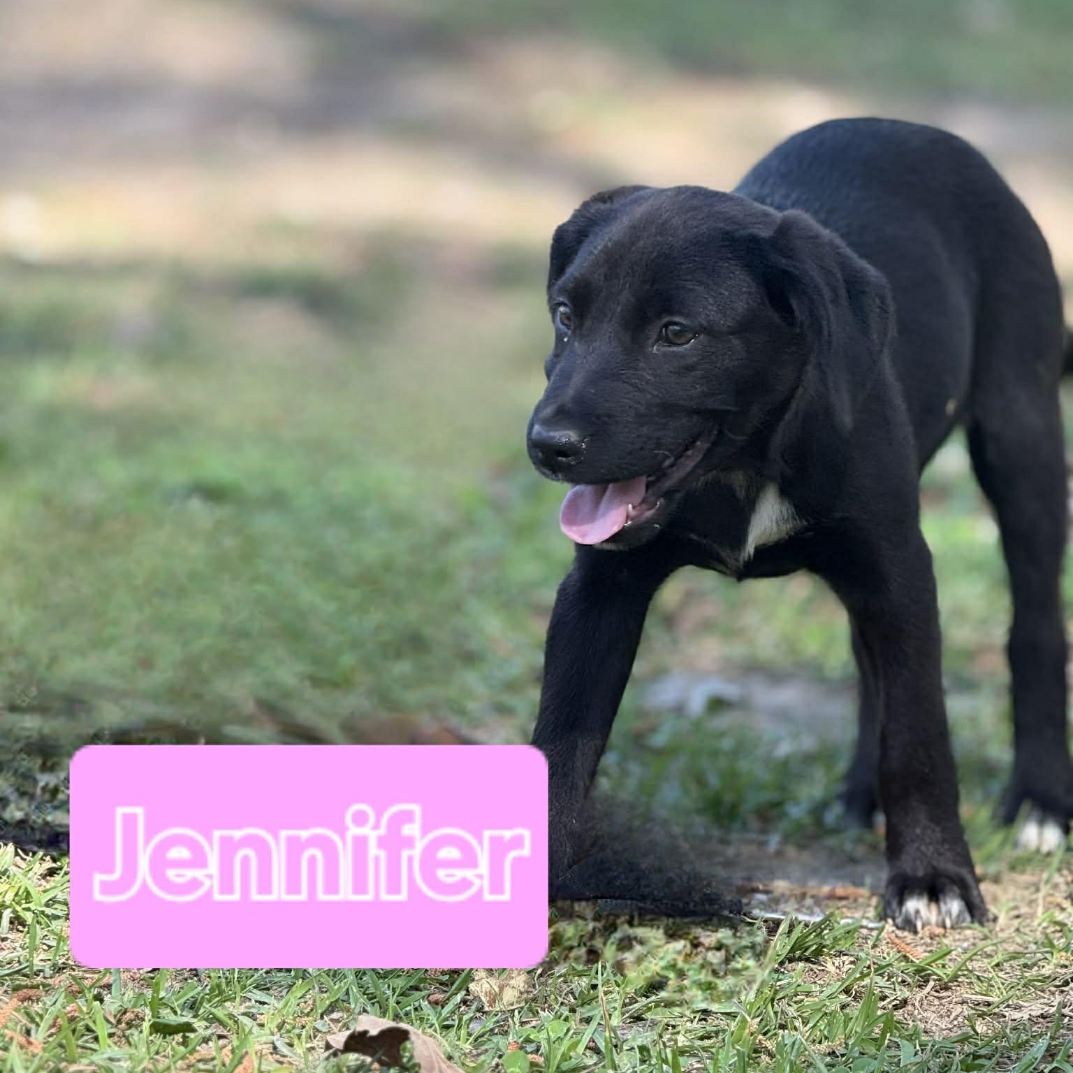Enlarge Jennifer, a ADOPTABLE mixed breed in Bethpage, NY image 2/2