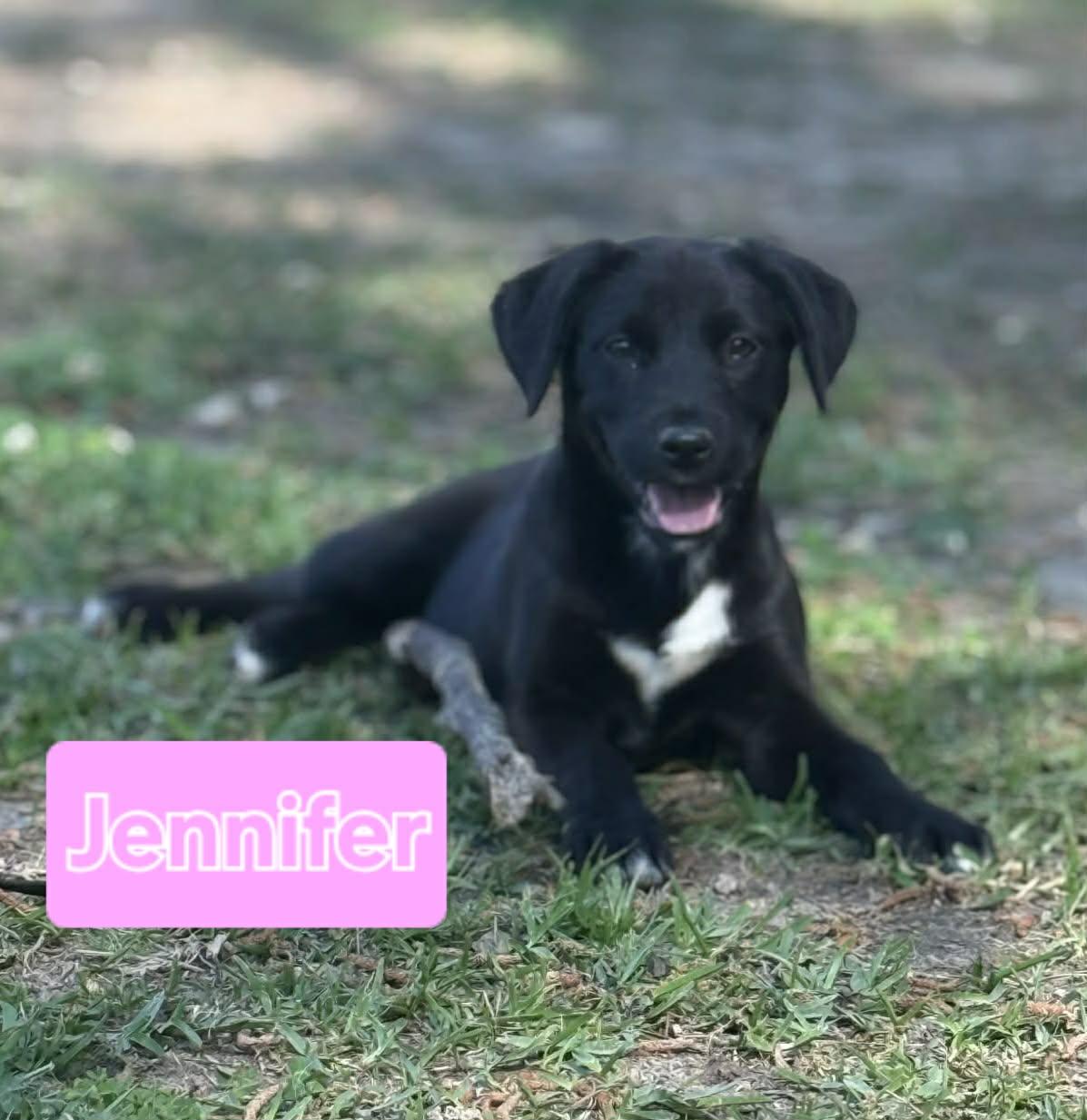 Jennifer, ADOPTABLE, Puppy Female Black Labrador Retriever & Spaniel.
