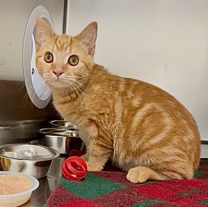 Ollie 4357, an adopted Domestic Short Hair in St Stephen, NB image 2/2