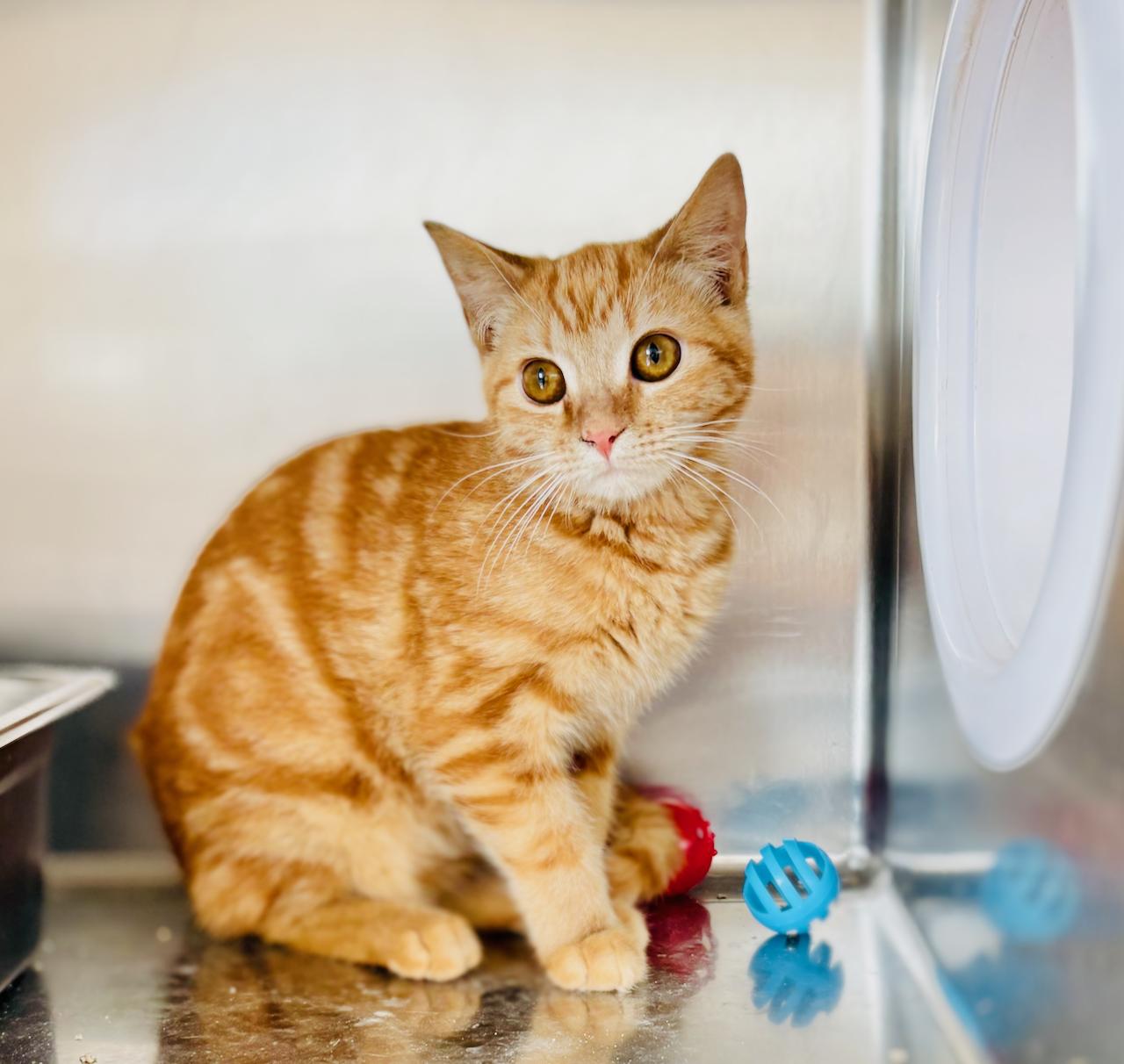 Ollie 4357, adopted, Kitten Male Domestic Short Hair.