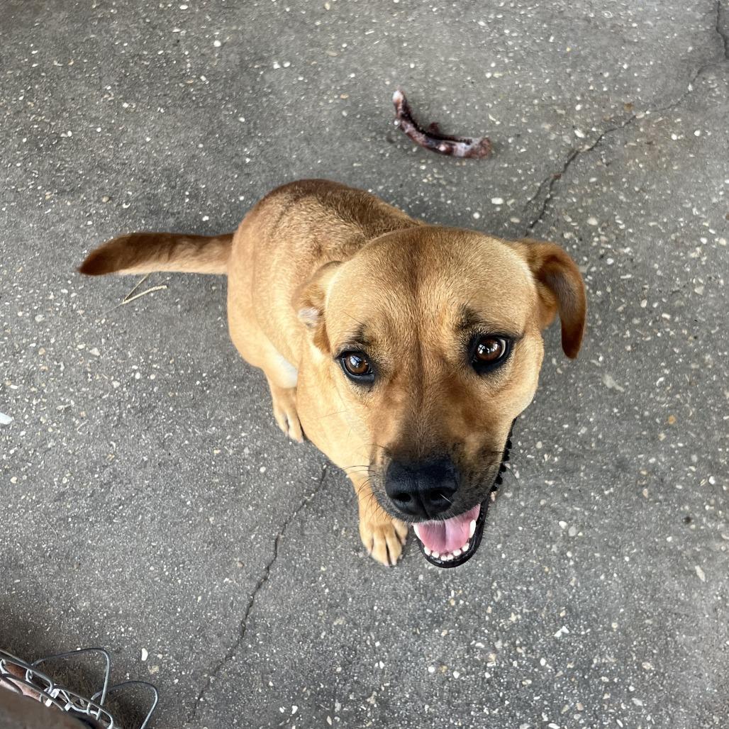 Roscoe, Adoptable, Adult Male Black Mouth Cur & Pit Bull Terrier.