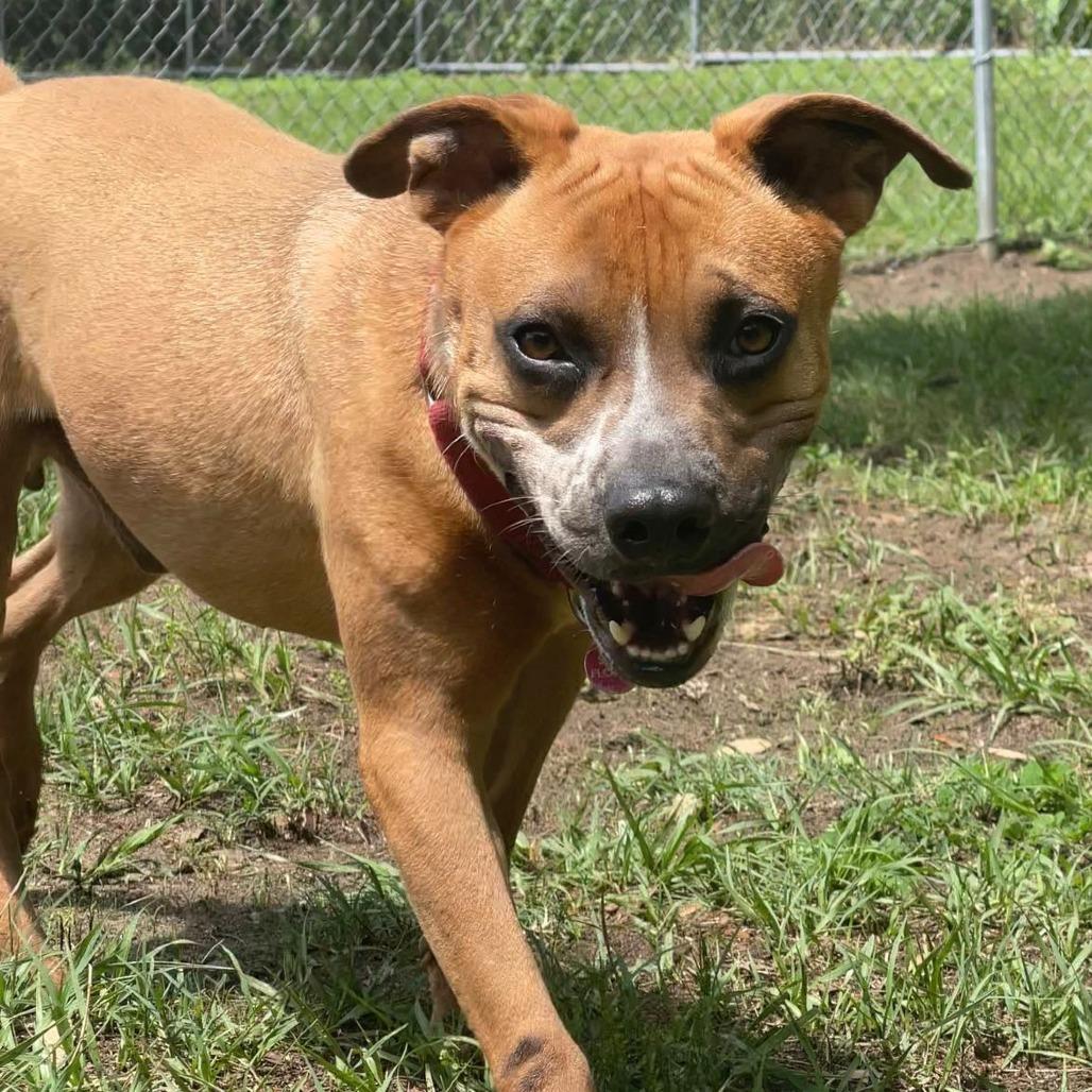 Roscoe, a Adoptable mixed breed in Lakeland, FL image 2/6