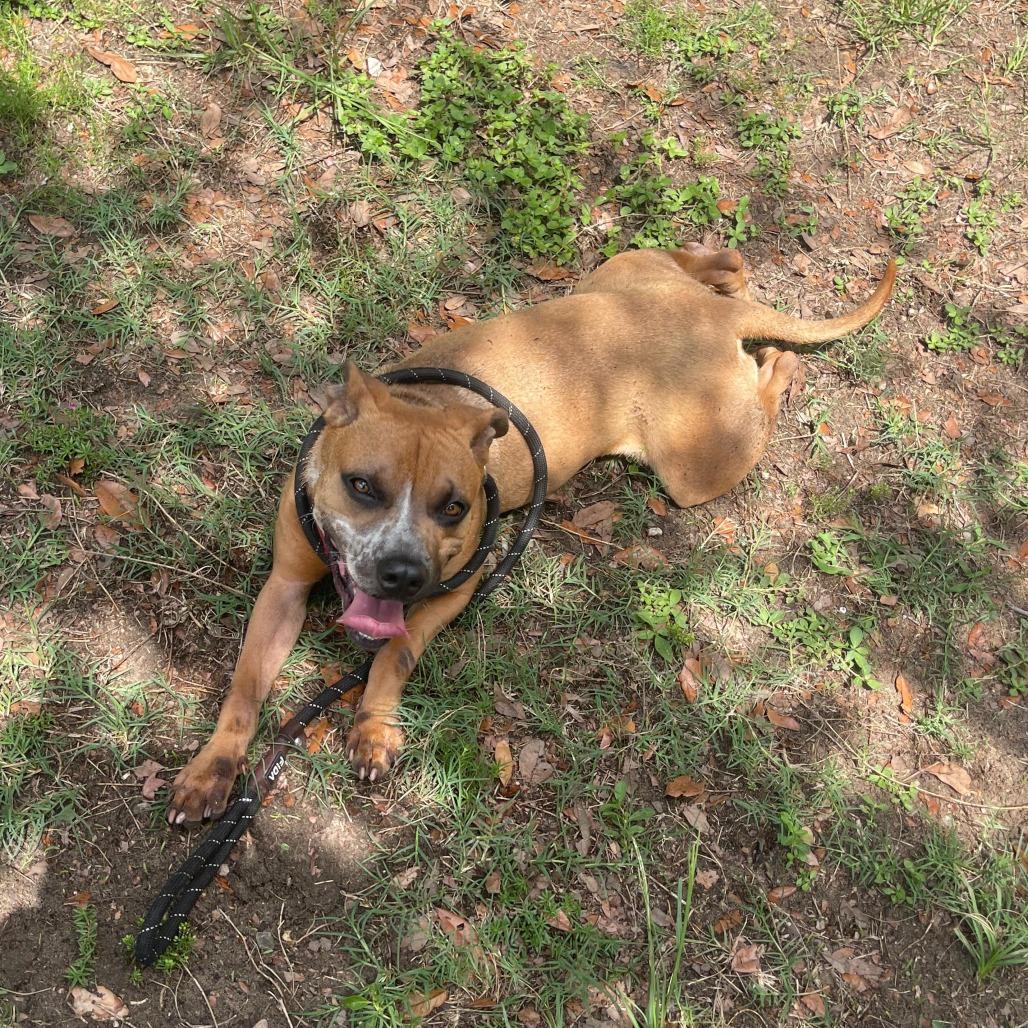 Roscoe, a Adoptable mixed breed in Lakeland, FL image 3/6