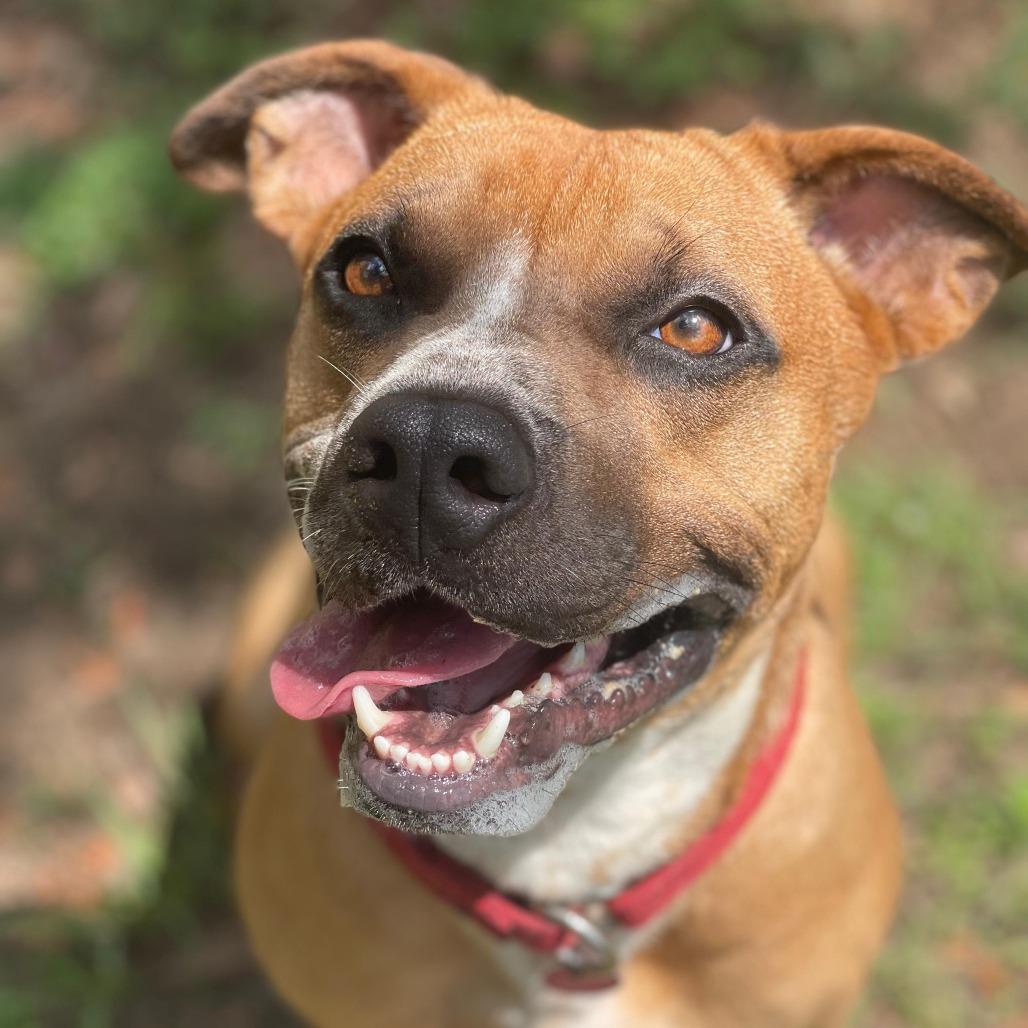 Roscoe, a Adoptable mixed breed in Lakeland, FL image 4/6