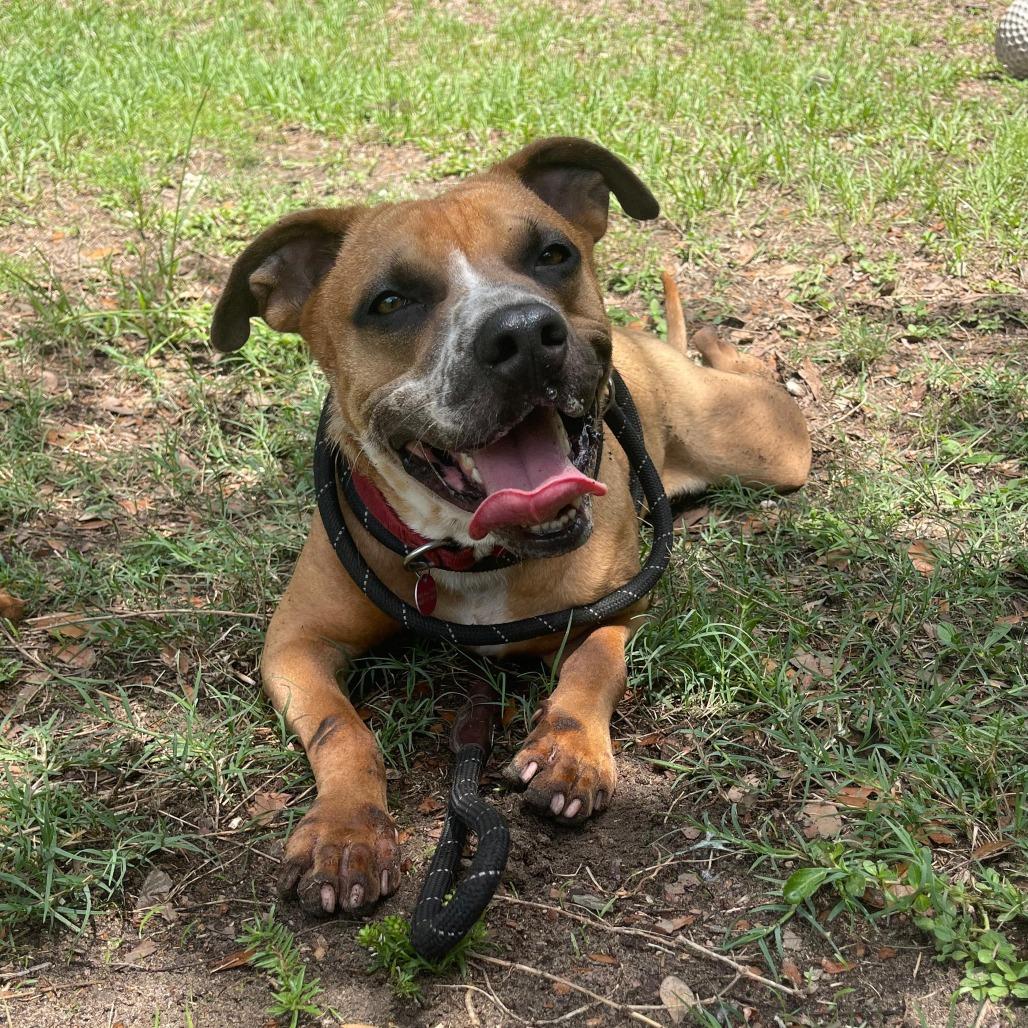 Roscoe, a Adoptable mixed breed in Lakeland, FL image 5/6