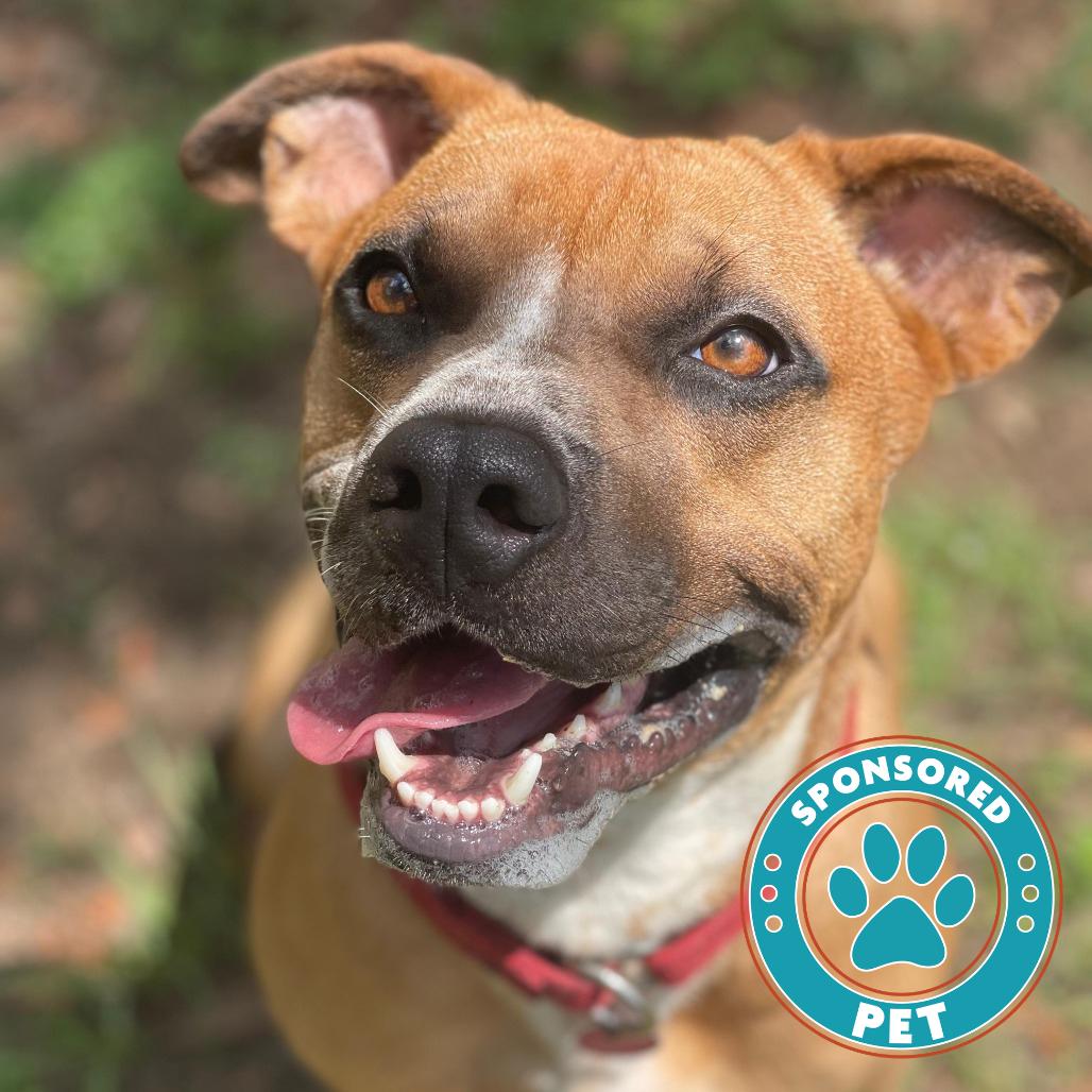 Roscoe, a Adoptable mixed breed in Lakeland, FL image 6/6