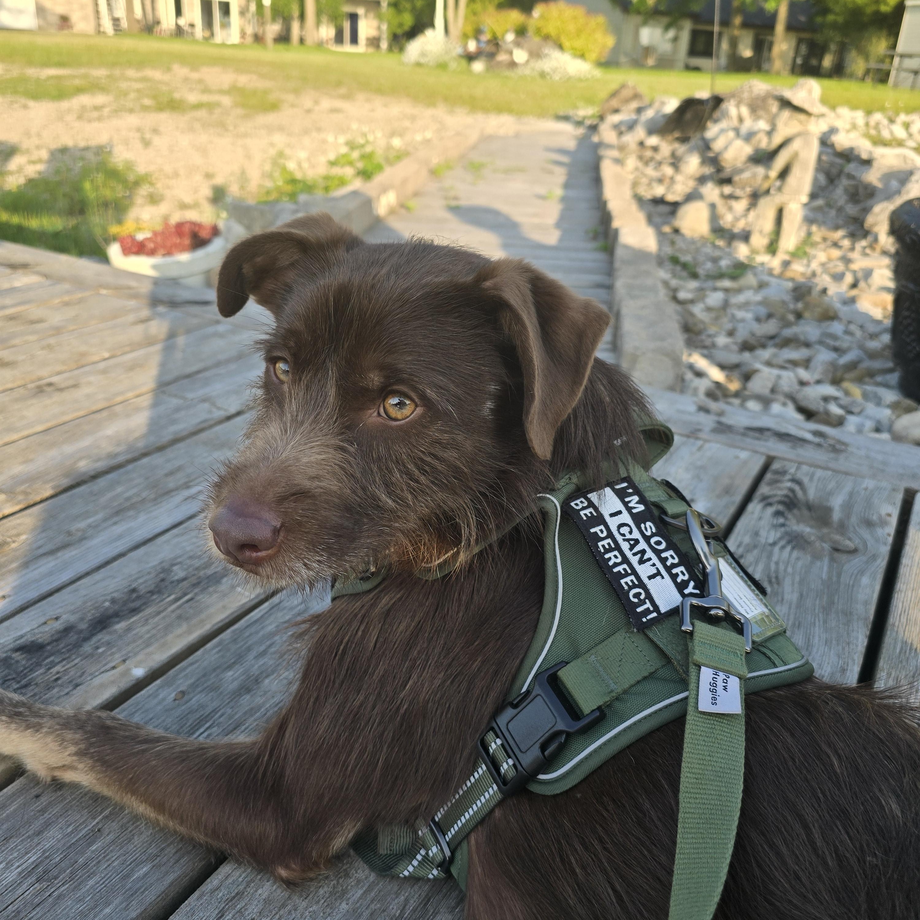Cheerio, an adoptable Mixed Breed in Chatsworth, ON, N0H 1G0 | Photo Image 1