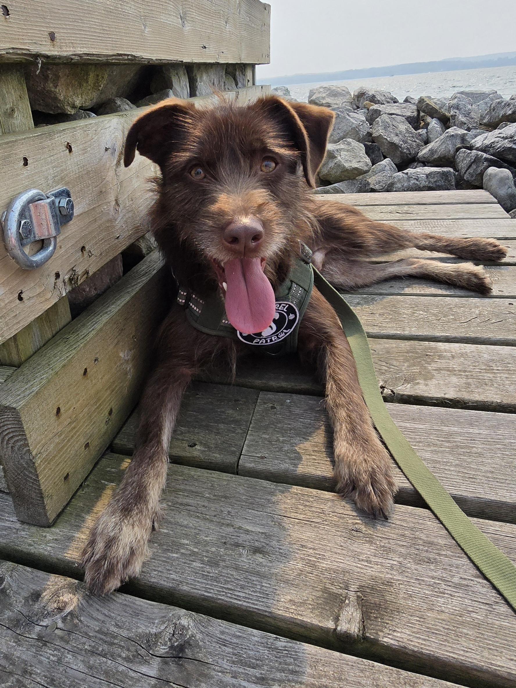 Cheerio, a Adoptable Mixed Breed in Chatsworth, ON image 1/5