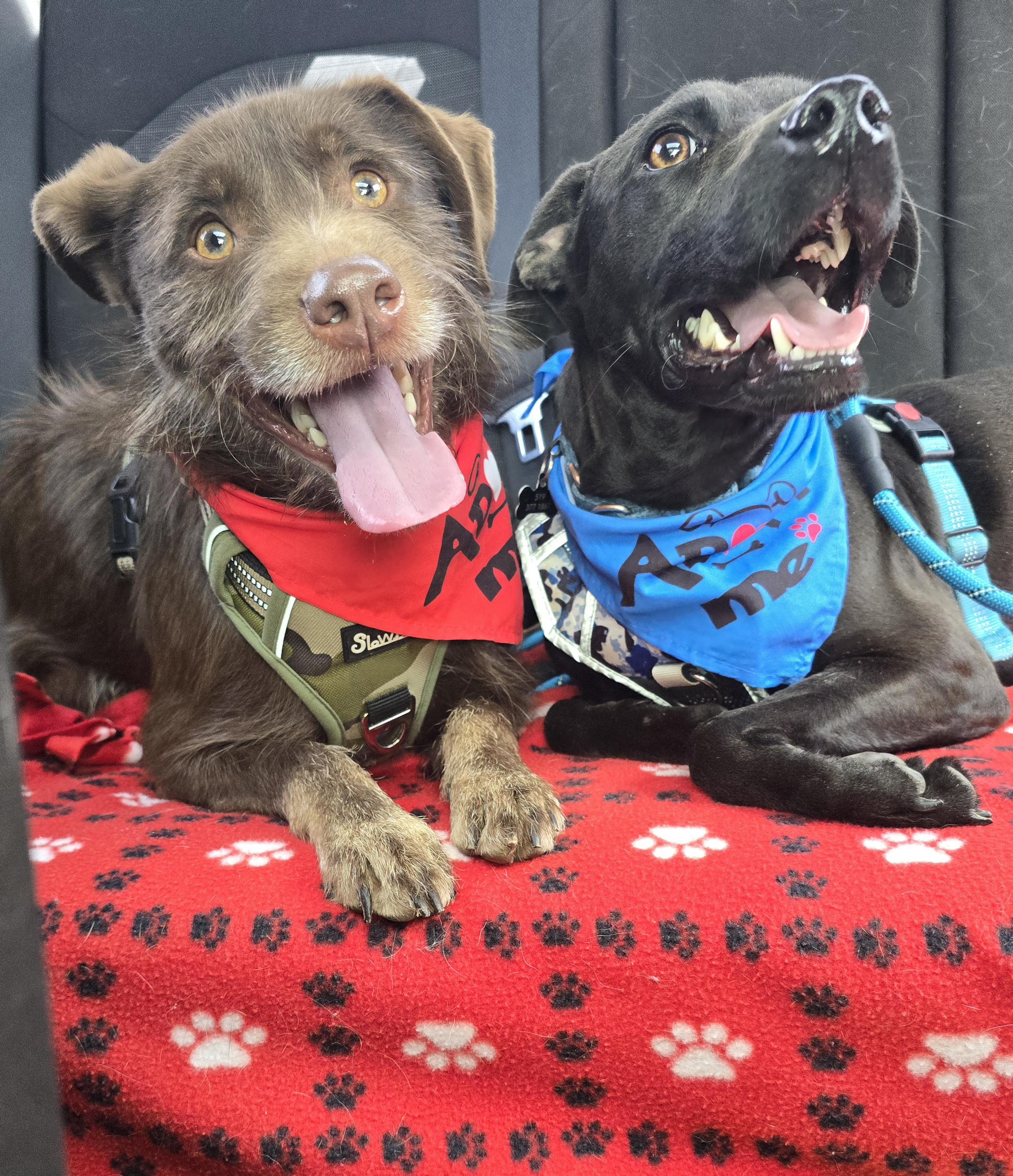 Cheerio, an adoptable Mixed Breed in Chatsworth, ON, N0H 1G0 | Photo Image 3