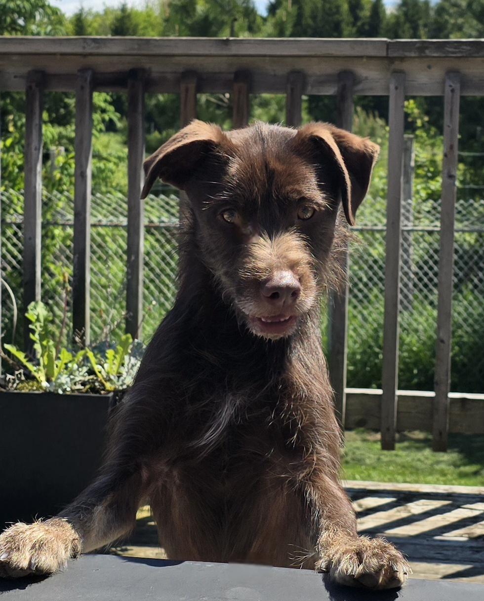 Cheerio, an adoptable Mixed Breed in Chatsworth, ON, N0H 1G0 | Photo Image 2