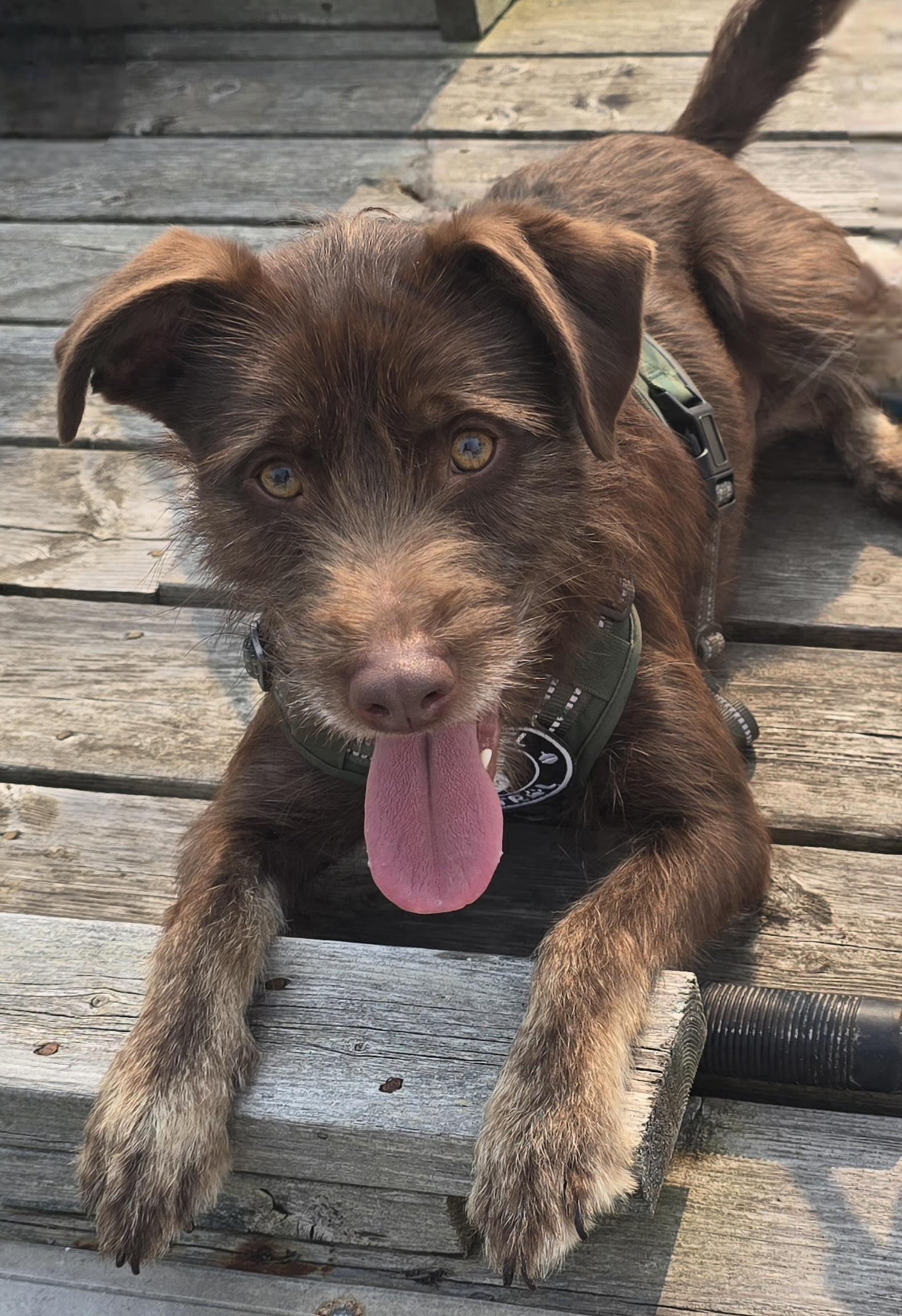 Cheerio, an adoptable Mixed Breed in Chatsworth, ON, N0H 1G0 | Photo Image 5