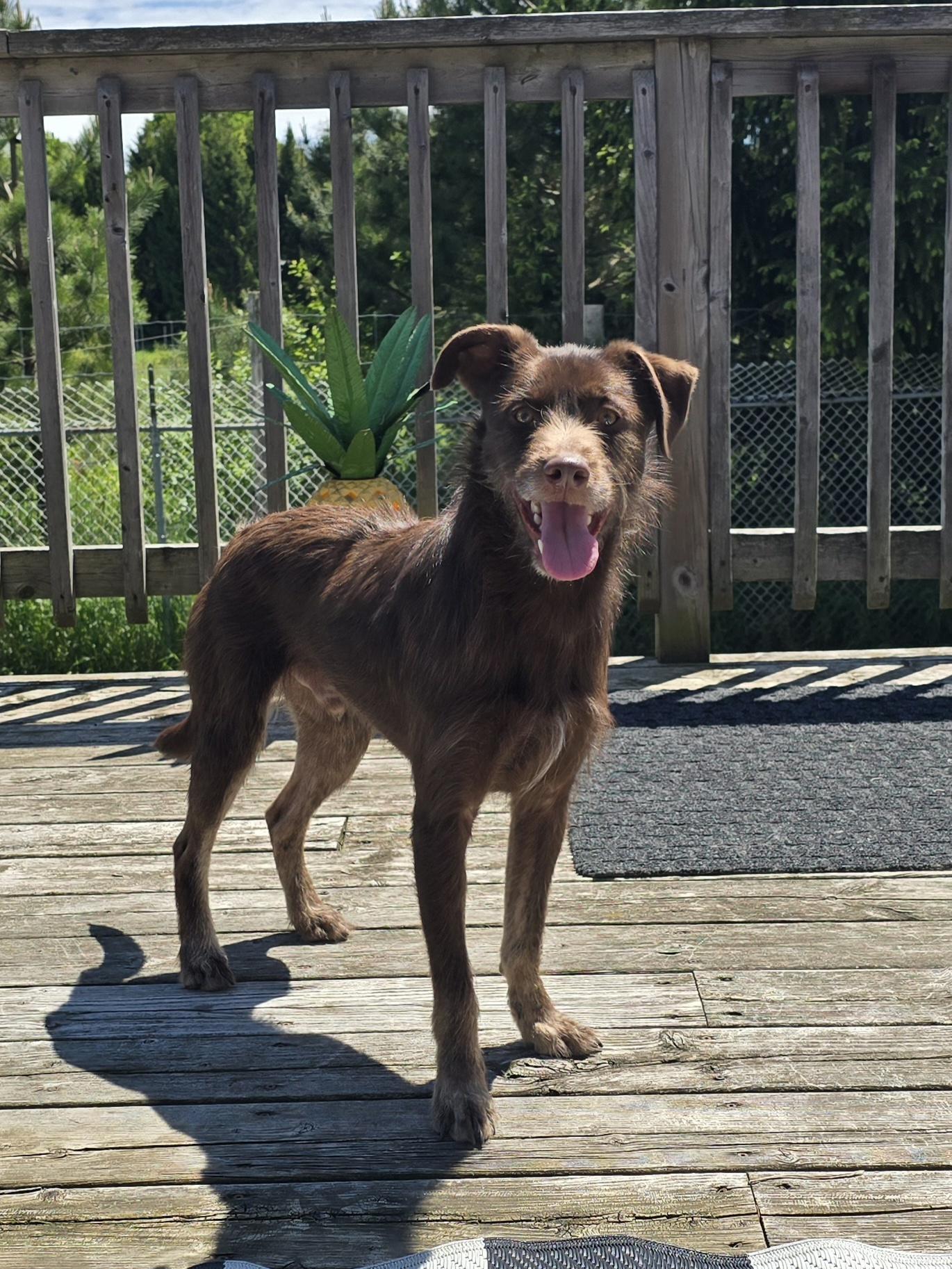 Cheerio, an adoptable Mixed Breed in Chatsworth, ON, N0H 1G0 | Photo Image 4