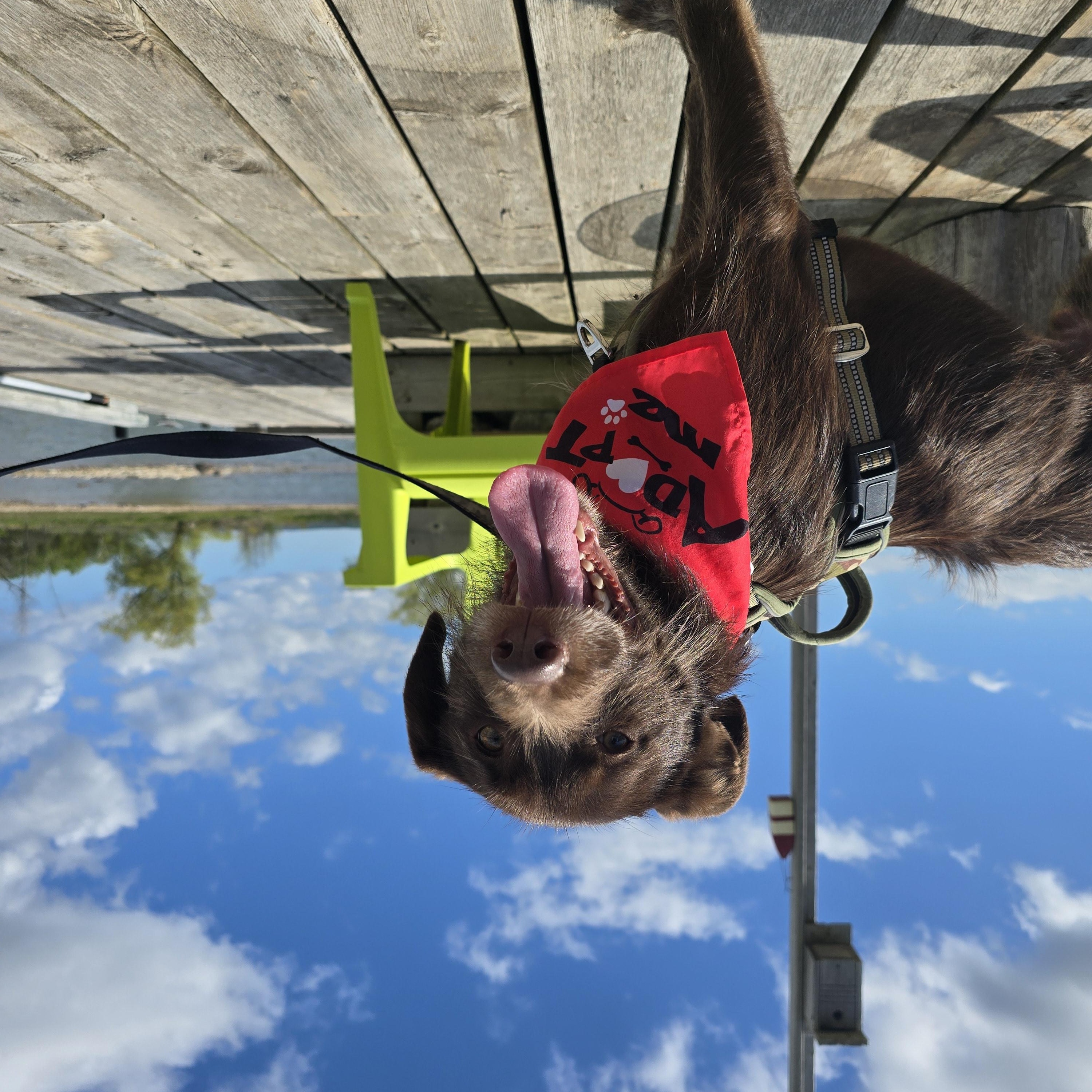 Cheerio, an adoptable Mixed Breed in Chatsworth, ON, N0H 1G0 | Photo Image 5