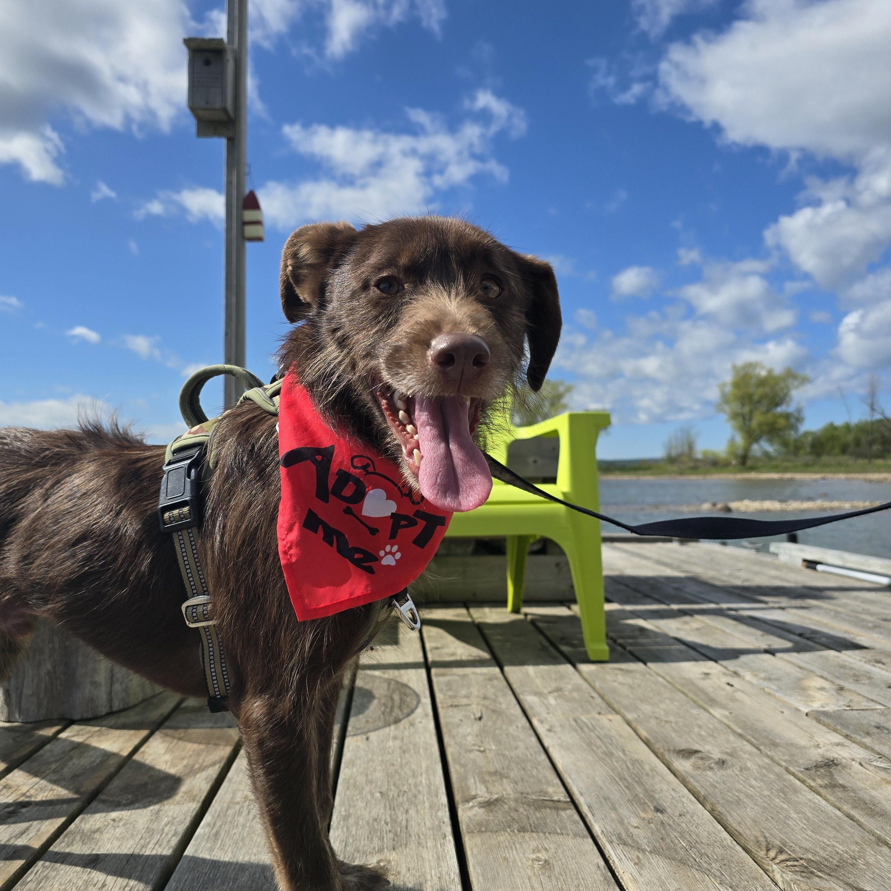 Cheerio, a Adoptable Mixed Breed in Chatsworth, ON image 2/5