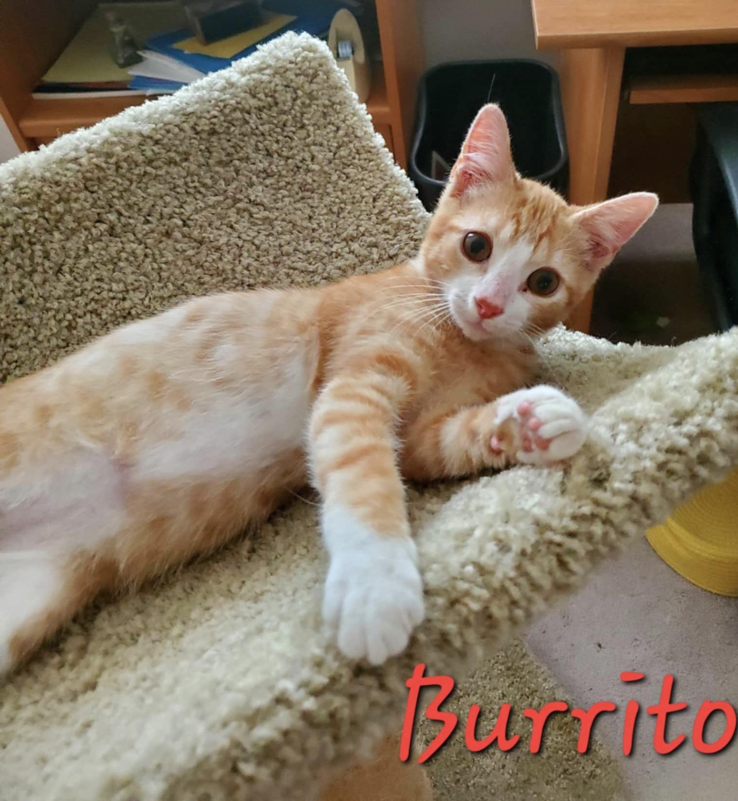 Burrito =^.^=
