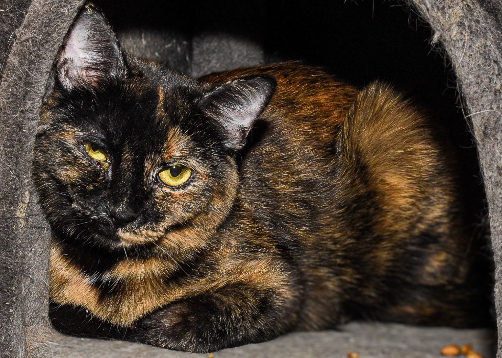 Cassiopeia, Adoptable, Young Female Domestic Short Hair & Tortoiseshell.
