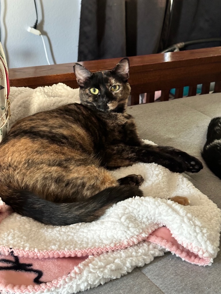 Enlarge Cassiopeia, a Adoptable mixed breed in Mira Loma, CA image 2/3