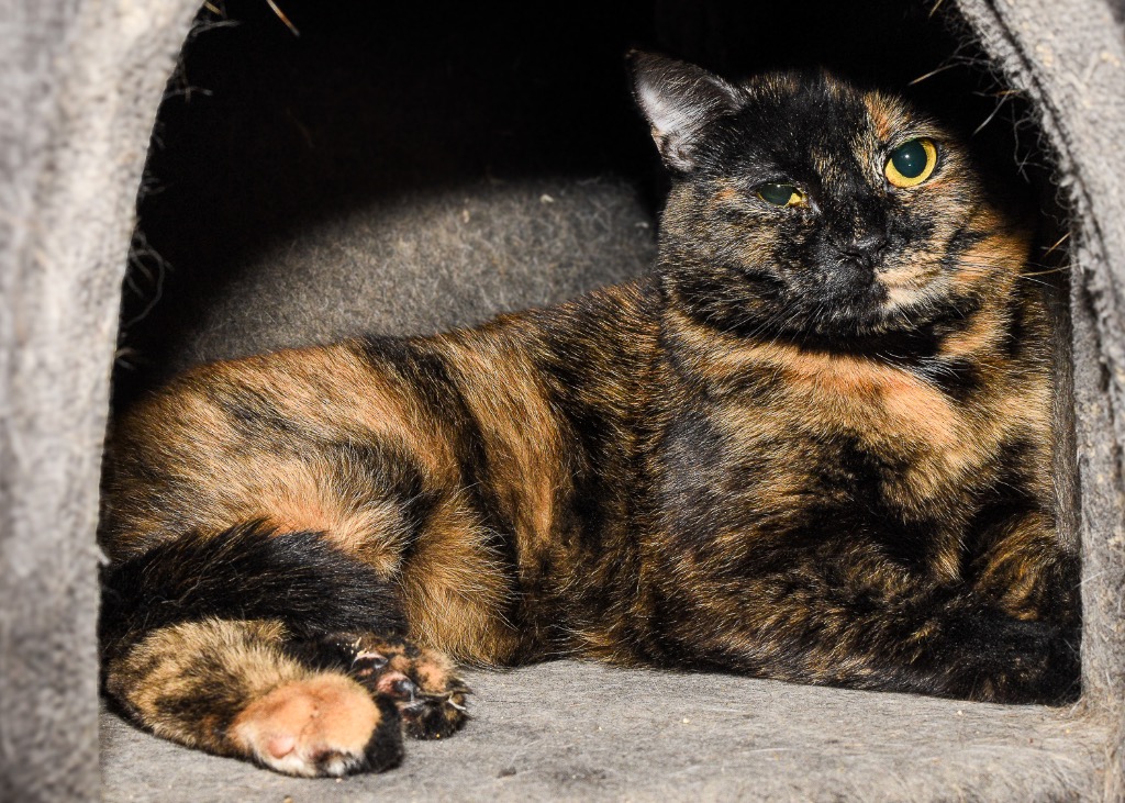 Enlarge Cassiopeia, a Adoptable mixed breed in Mira Loma, CA image 3/3