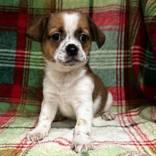 Zoey Was Buttercup Buttons, adopted, Young Female Terrier.