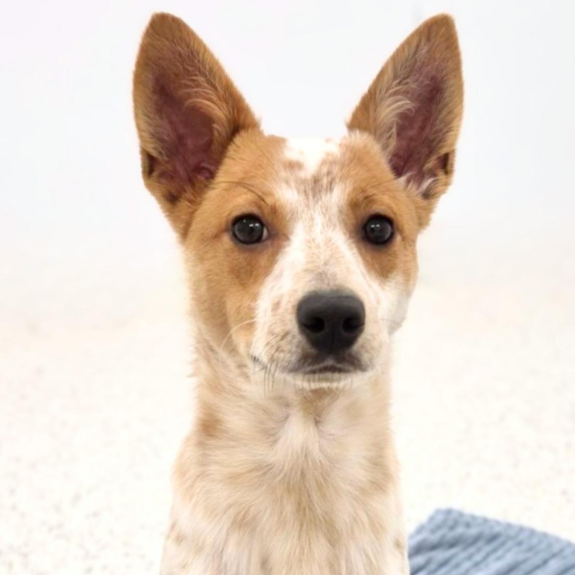 Gobi, ADOPTABLE, Puppy Male Cattle Dog.