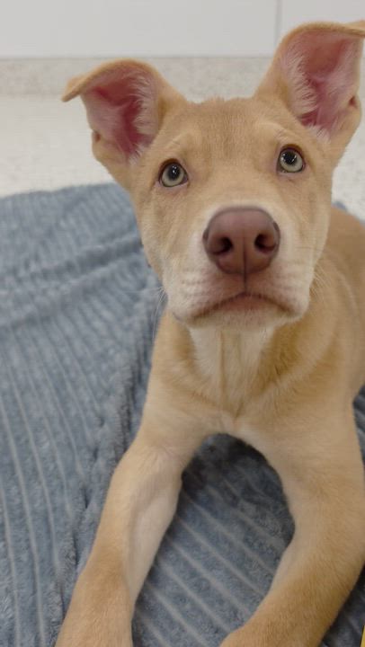Enlarge Gobi, a ADOPTABLE Cattle Dog in Scottsdale, AZ video 2/2
